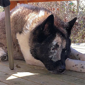 Meet your Posher, Bailey